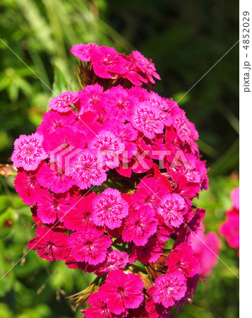 Carnation in a wood 4852029