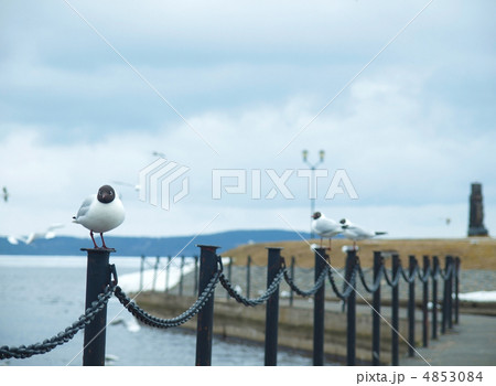 The seagull on a fencing The seagull on a fencing 4853084
