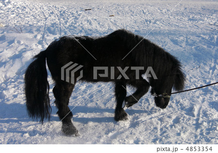 black pony in the snow 4853354