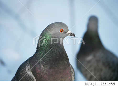 portrait of a dove portrait of a dove 4853459