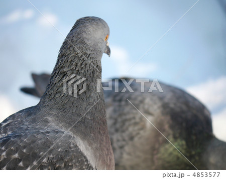 portrait of a dove 4853577