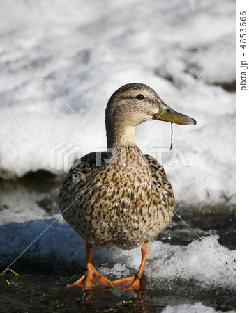 Duck on the river in winter 4853666