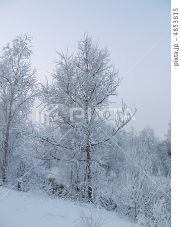 Wood in the winter 4853815