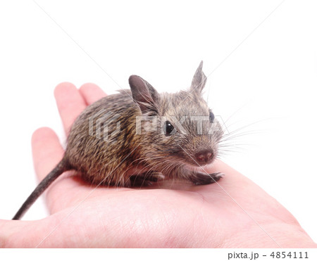 degus at hand 4854111