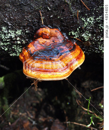 Fungi a tinder Fungi a tinder 4854805
