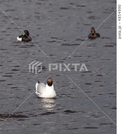 ducks and gull 4854990