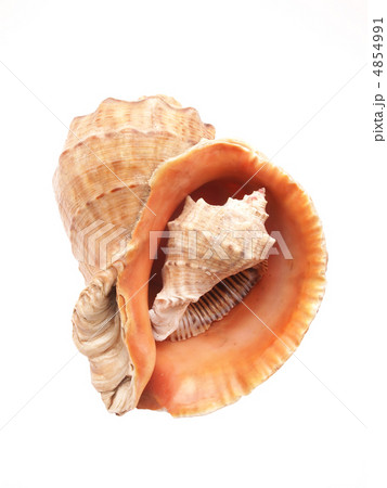 Two sea shell on white background 4854991