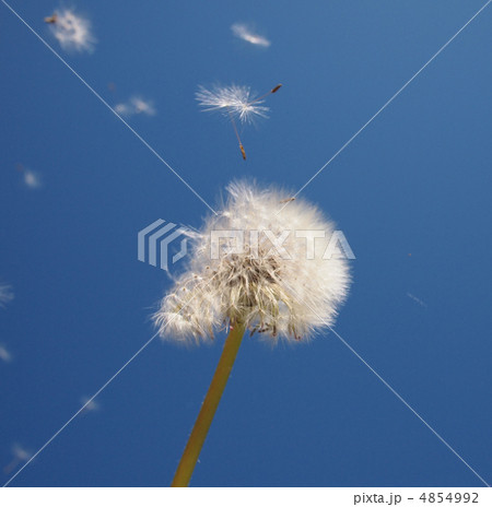 Dandelions on blue sky background 4854992