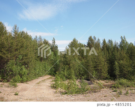 beautiful green forest 4855201