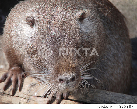 Portrait of a nutria Portrait of a nutria 4855387