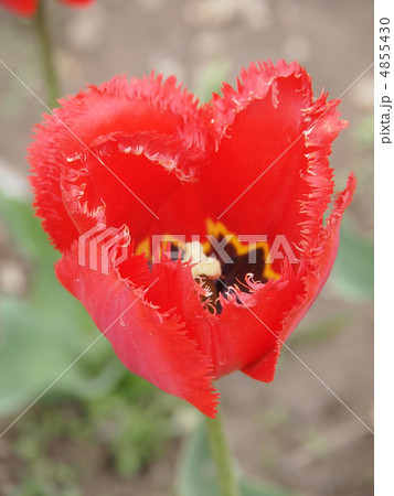 Beautiful red tulip Beautiful red tulip 4855430
