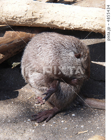 nutria 4855434