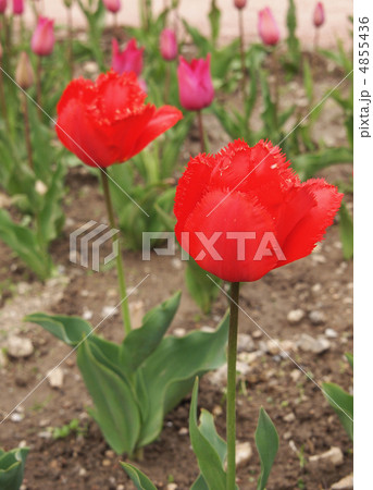 Beautiful red tulip Beautiful red tulip 4855436