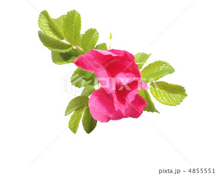 wild rose flower on a white background wild rose flower on a white background 4855551