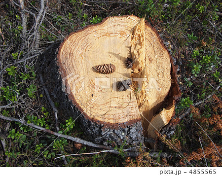 Freshly sawed big fir tree stump in spring forest 4855565