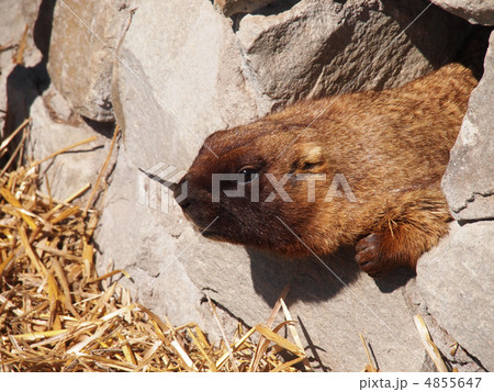 portrait of a marmot 4855647