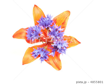 Lilies and cornflowers on a white background 4855801