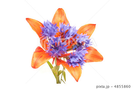 Lilies and cornflowers on a white background 4855860