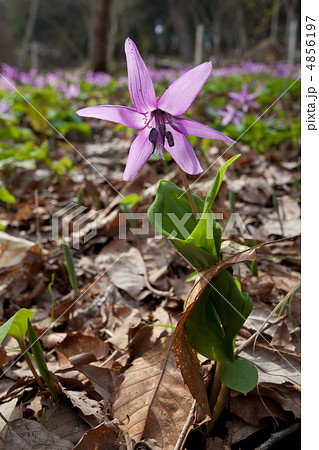 カタクリの花　① 4856197