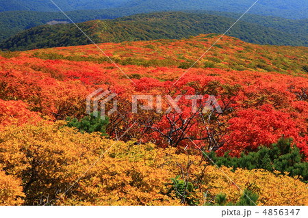 神の絨毯　日本一美しい山岳紅葉で知られる花の百名山、栗駒山（須川岳） 4856347