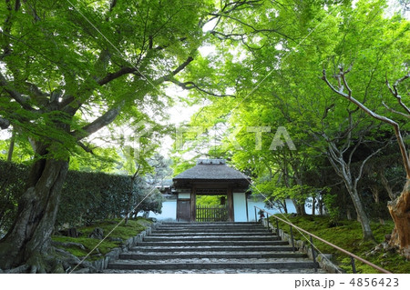 新緑の安楽寺 4856423