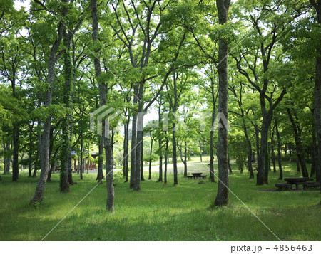 高原のコナラ林 高原のコナラ林 4856463