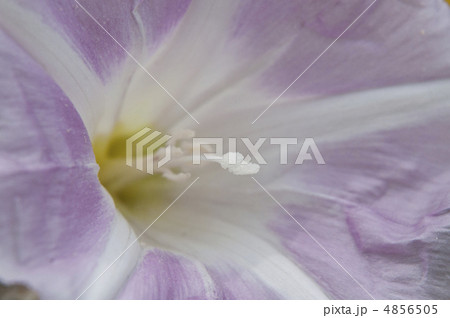 ハマヒルガオ 4856505