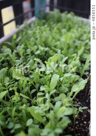 野菜 4856551