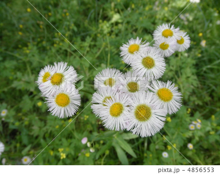 ハルジオン ハルジオン 4856553