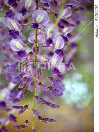 藤の花 4856554