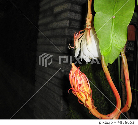 月下美人 月下美人 4856653