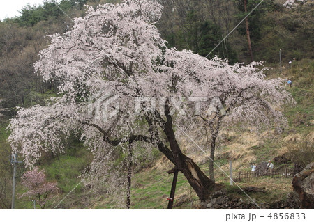 赤和観音のしだれ桜 赤和観音のしだれ桜 4856833