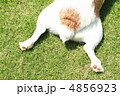 愛犬（しっぽ） 4856923