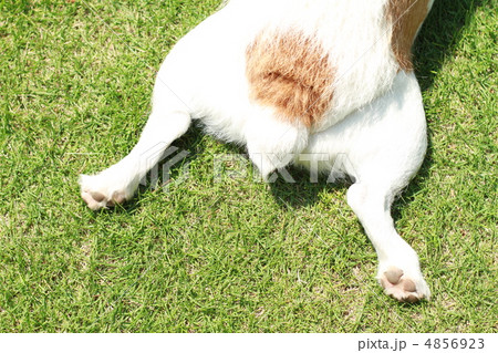 愛犬（しっぽ） 4856923