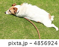 愛犬（休憩中） 4856924