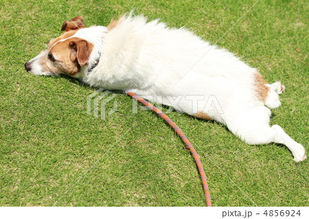 愛犬（休憩中） 4856924