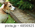 愛犬（なに？） 4856925