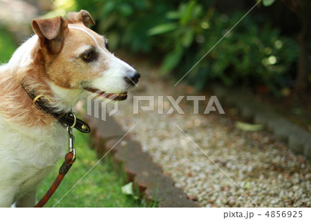 愛犬（なに？） 4856925