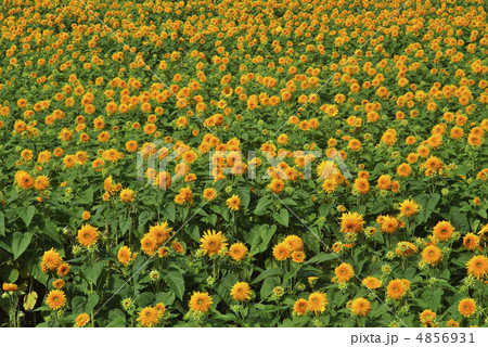 東北八重 4856931