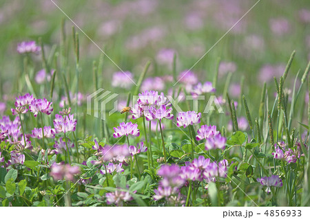 久喜市れんげ祭り 4856933