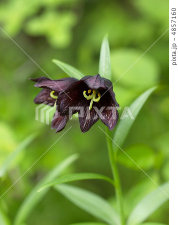 クロユリの花 クロユリの花 4857160
