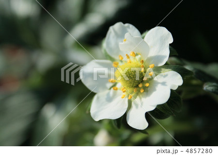 いちごの花① 4857280