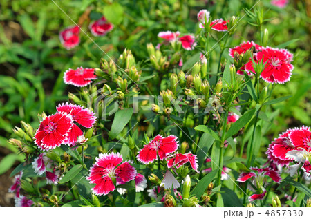 植物・ナデシコ　ナデシコ科 4857330