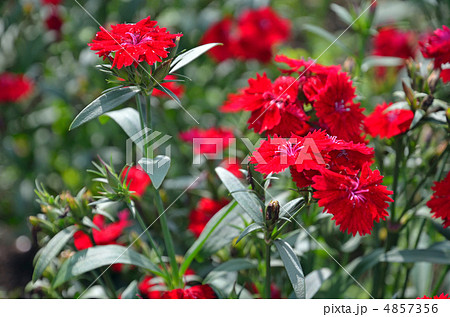 植物・ナデシコ　ナデシコ科 4857356