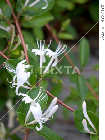 スイカズラ 4857480