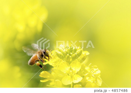 ミツバチと菜の花 4857486