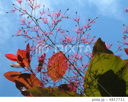 スモークツリー 4857731