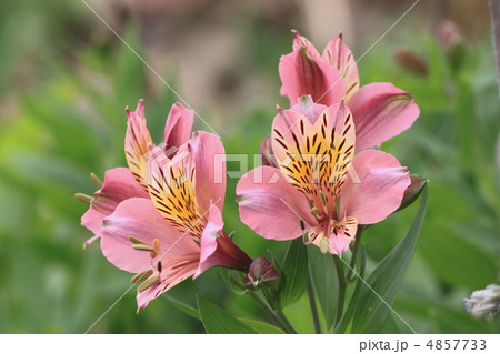 花景色　初夏の庭　百合水仙 4857733