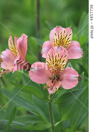花景色 初夏の庭 百合水仙 花景色 初夏の庭 百合水仙 4857736