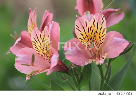 花景色　初夏の庭　百合水仙 4857738